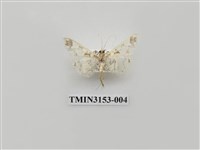 藏品(螟蛾304)的圖片